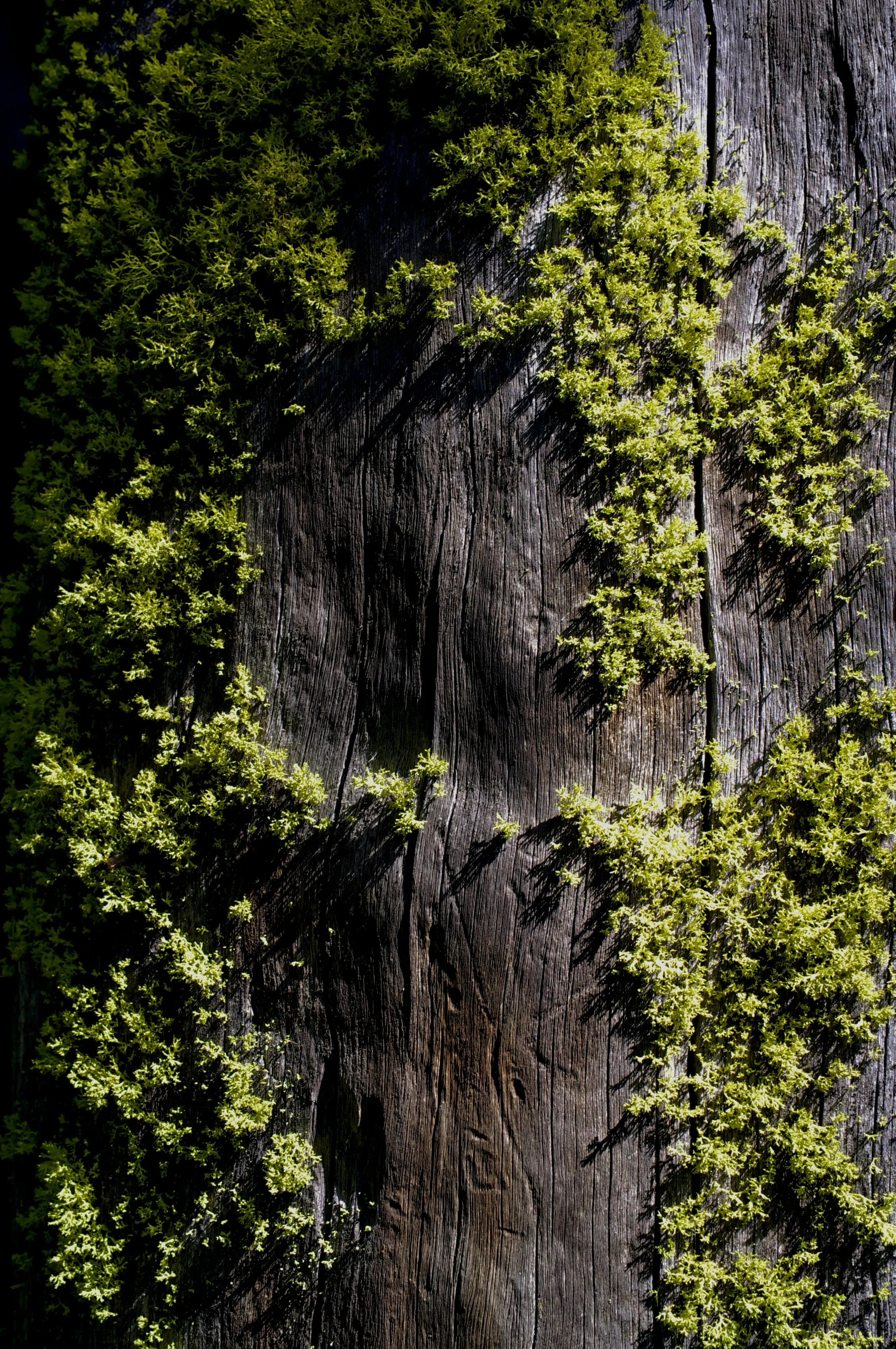 Weathered bark with bright moss