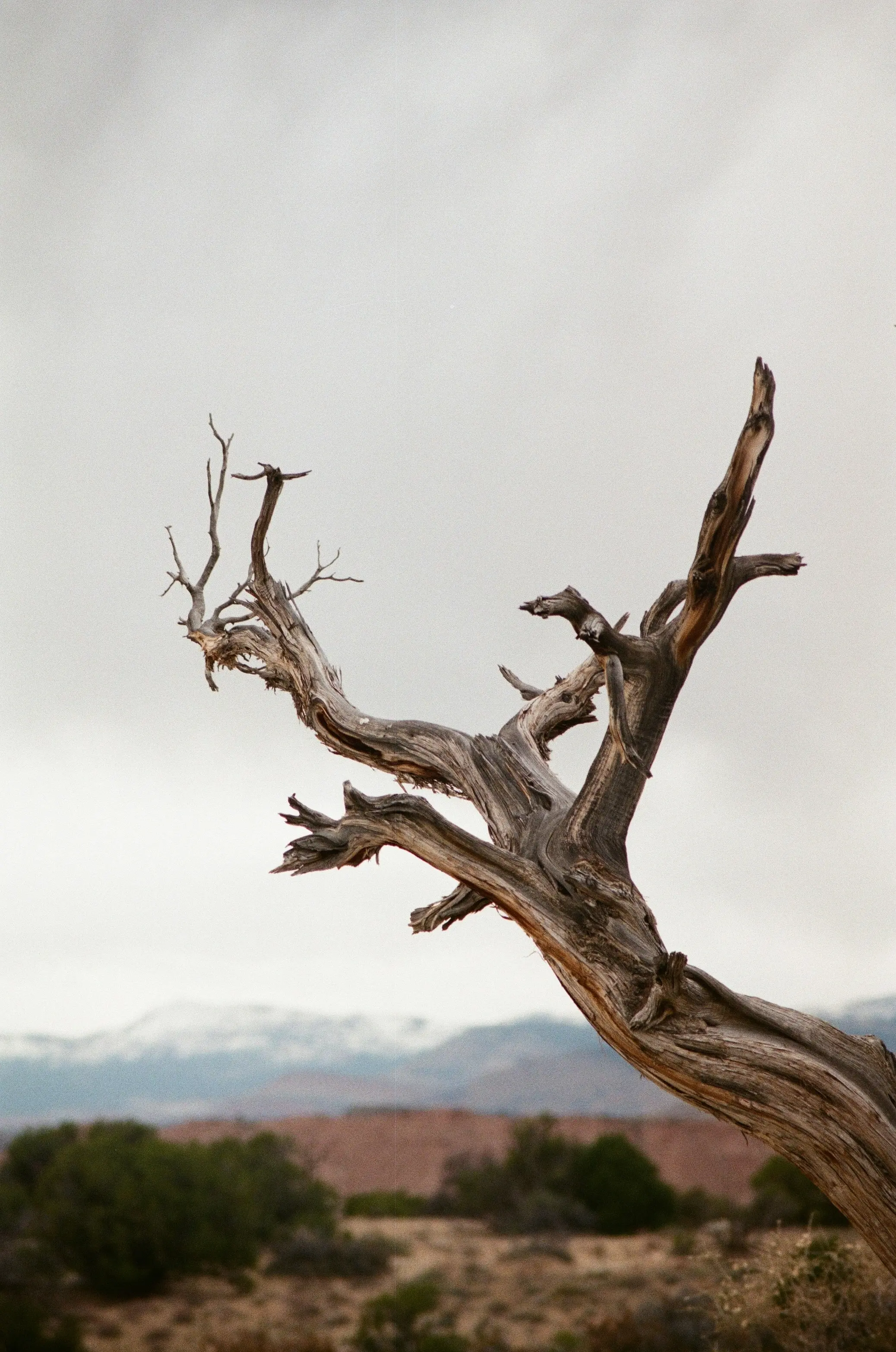 Weathered driftwood branch against a stormy sky